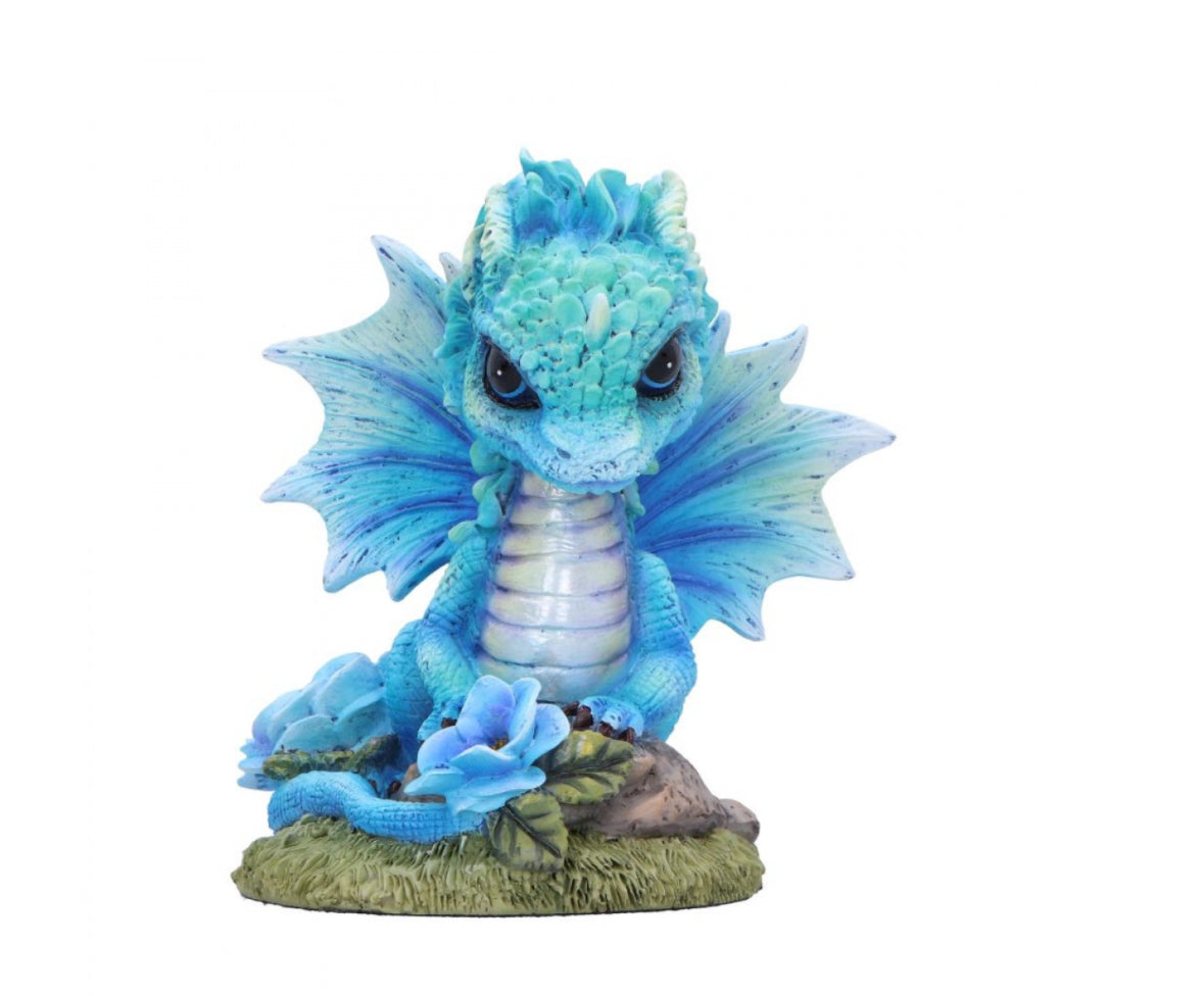 Blue Poppy Flower
Dragon